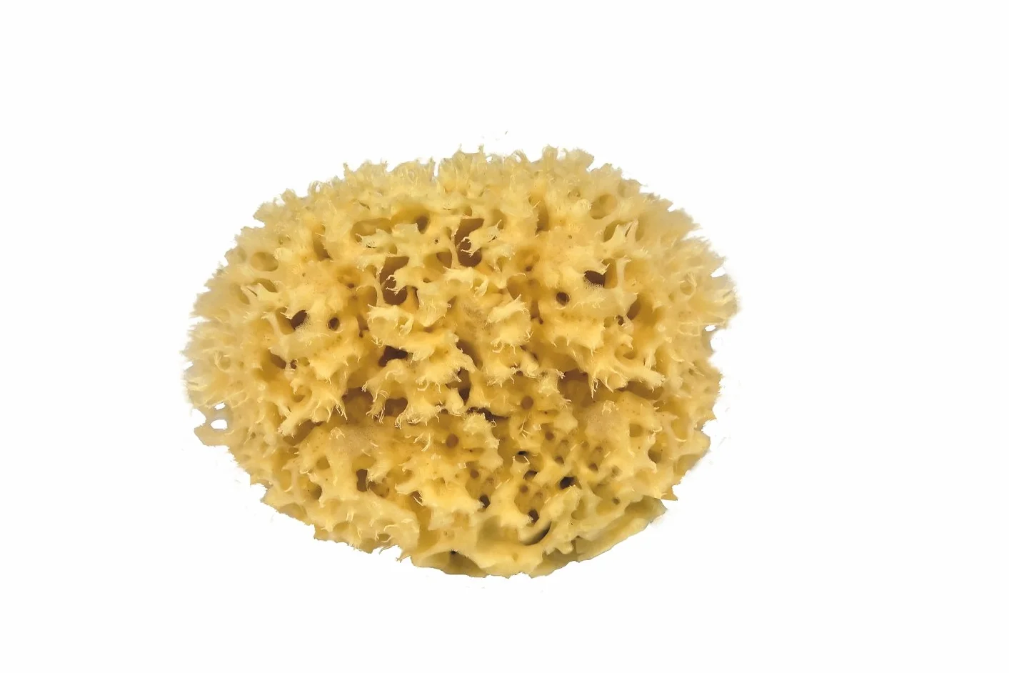 Croll & Denecke M080 - Esponja Natural del mar Mediterráneo (Calidad Media, 8 cm)